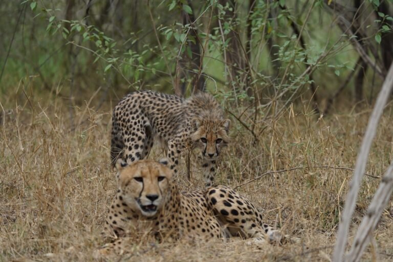 कहानी चीता वापसी की